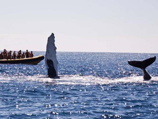 Portada de Whale watching in Punta Sal 